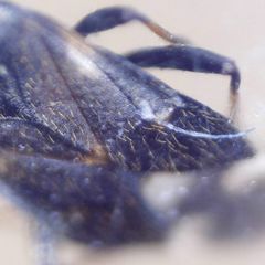 Temnostethus pusillus