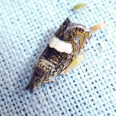 Dichrorampha sequana