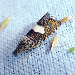 Dichrorampha sequana