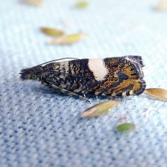 Dichrorampha sequana