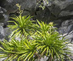 Dracaena cochinchinensis