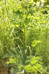 Heracleum sosnowskyi