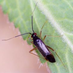 Orthonotus rufifrons