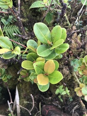 Syzygium sandwicense