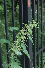 Urtica dioica