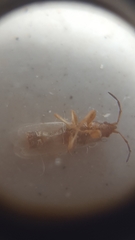 Oxycarenidae