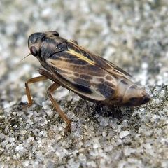 Evacanthus acuminatus