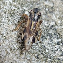 Evacanthus acuminatus