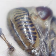 Evacanthus acuminatus