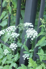 Aegopodium podagraria