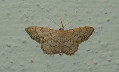 Idaea moniliata