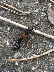 Platydracus stercorarius