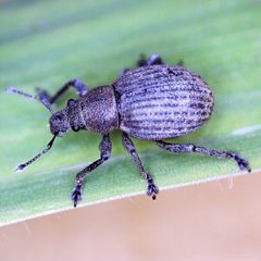 Attactagenus plumbeus