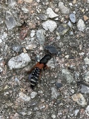 Platydracus stercorarius