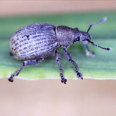 Attactagenus plumbeus