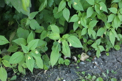 Impatiens parviflora