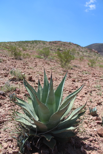 Palmer's agave