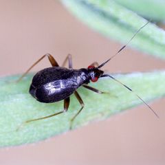 Orthonotus rufifrons