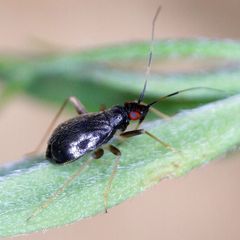 Orthonotus rufifrons