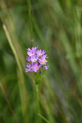 Primula farinosa