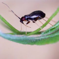 Orthonotus rufifrons