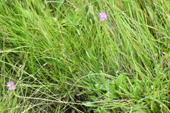 Primula farinosa