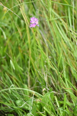 Primula farinosa
