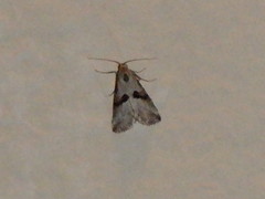 Zebeeba falsalis