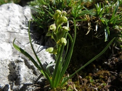 Chamorchis alpina