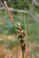 Carex livida