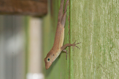 Anolis opalinus