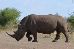 White Rhinoceros photo 2