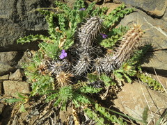 Acanthopsis hoffmannseggiana