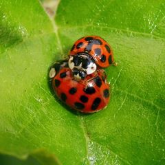 Harmonia axyridis
