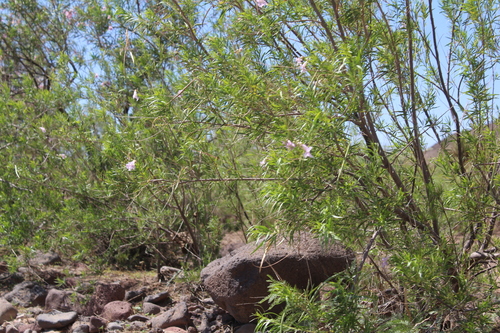 desert willow
