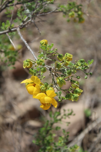 Wislizenus' Senna