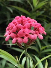 Arachnothryx leucophylla