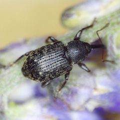 Notaris acridulus