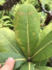 Paralopostega serpentina