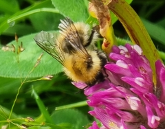Bombus pascuorum