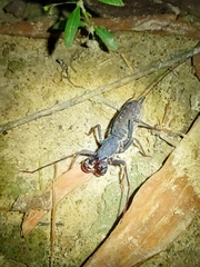 Typopeltis crucifer