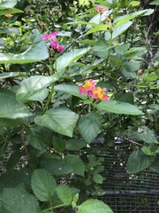 Lantana camara