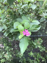 Lantana camara