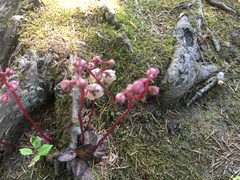 Pyrola asarifolia incarnata