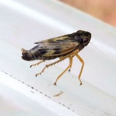 Evacanthus acuminatus