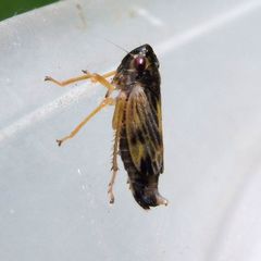 Evacanthus acuminatus