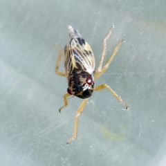 Evacanthus acuminatus