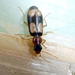 Dromius quadrimaculatus