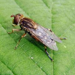 Anasimyia contracta