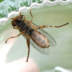 Anasimyia contracta